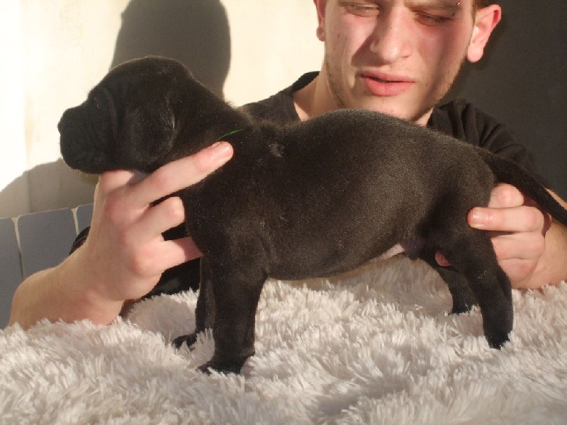 Des Apollons Du Mont Rome - Dogue allemand - Portée née le 08/02/2016